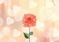 Fleur d'&eacute;t&eacute; sur fond de c&oelig;urs doux